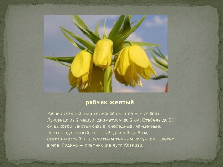 рябчик желтый Рябчик желтый, или холмовой (F. lutea = F. collina).  Луковица из