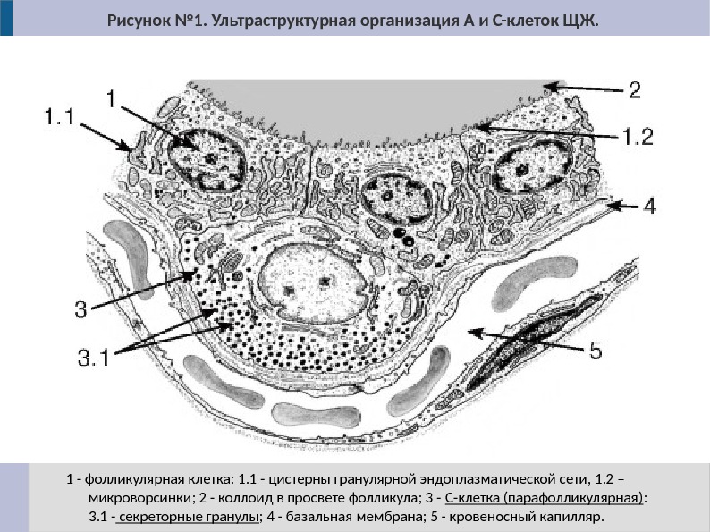 1 - фолликулярная клетка: 1. 1 - цистерны гранулярной эндоплазматической сети, 1. 2 –