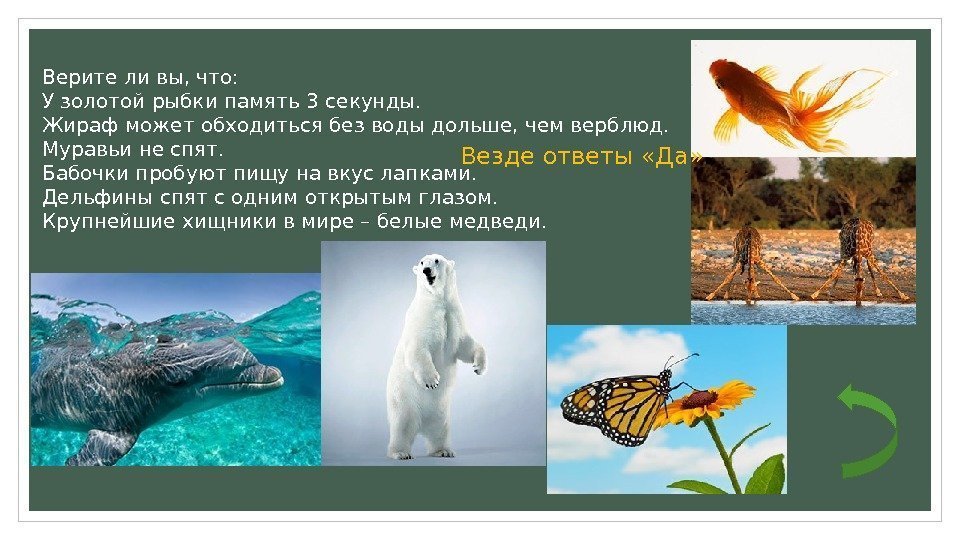 Верите ли вы, что: У золотой рыбки память 3 секунды. Жираф может обходиться без