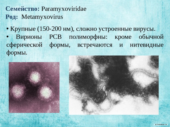 Семейство:  Paramyxoviridae Род: Metamyxovirus •  Крупные (150 -200 нм), сложно устроенные вирусы.