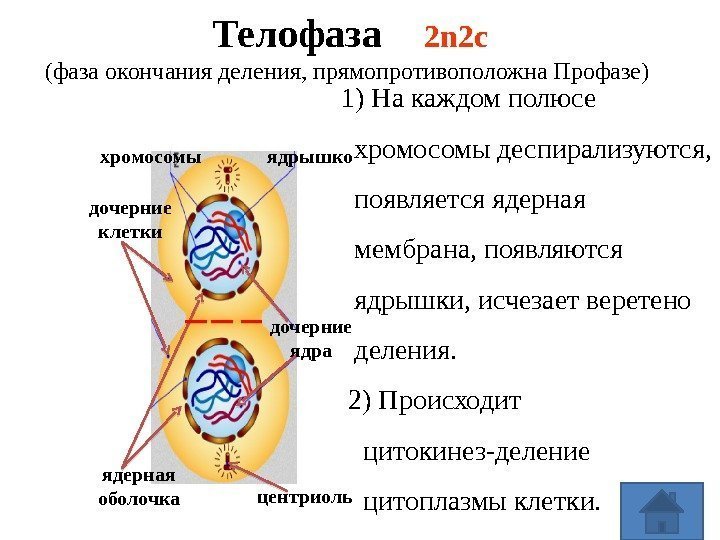 Телофаза 2 n 2 c (фаза окончания деления, прямопротивоположна Профазе) дочерние клетки центриольхромосомы 