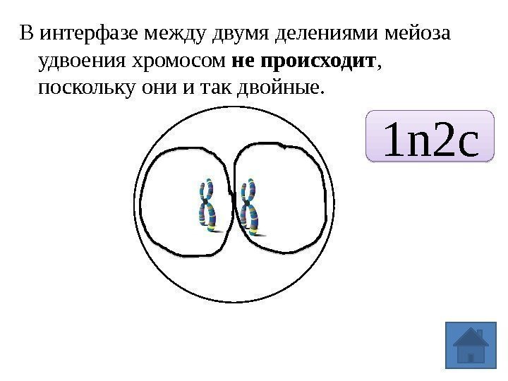 В интерфазе между двумя делениями мейоза удвоения хромосом непроисходит ,  поскольку они и