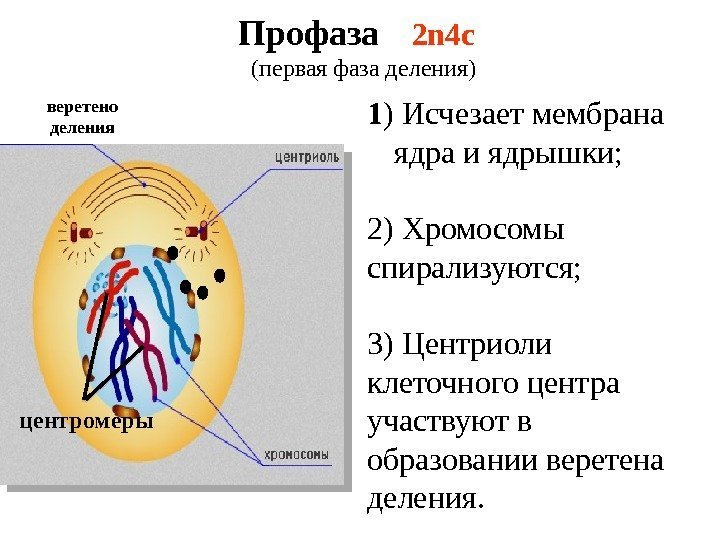 Профаза 2 n 4 c (первая фаза деления) 1 ) Исчезает мембрана ядра и