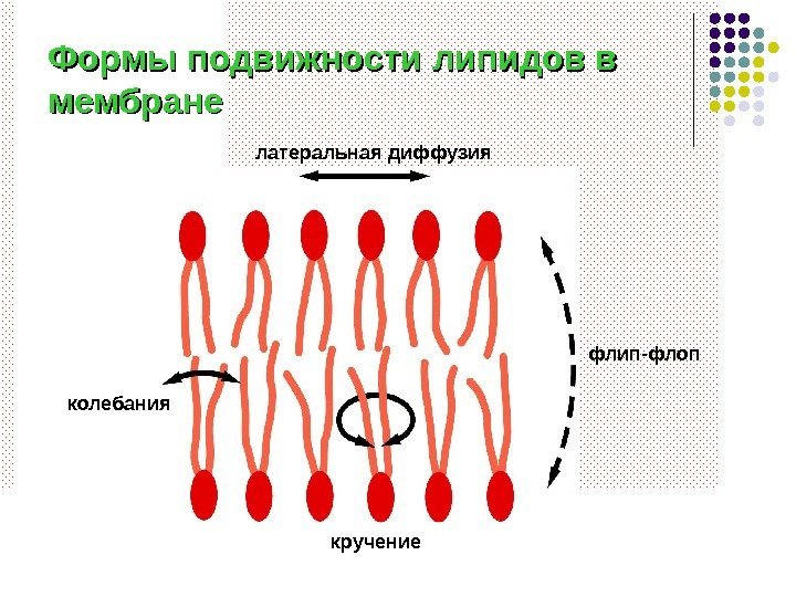   Формы подвижности липидов в мембране латеральная диффузия флип-флоп кручениеколебания 