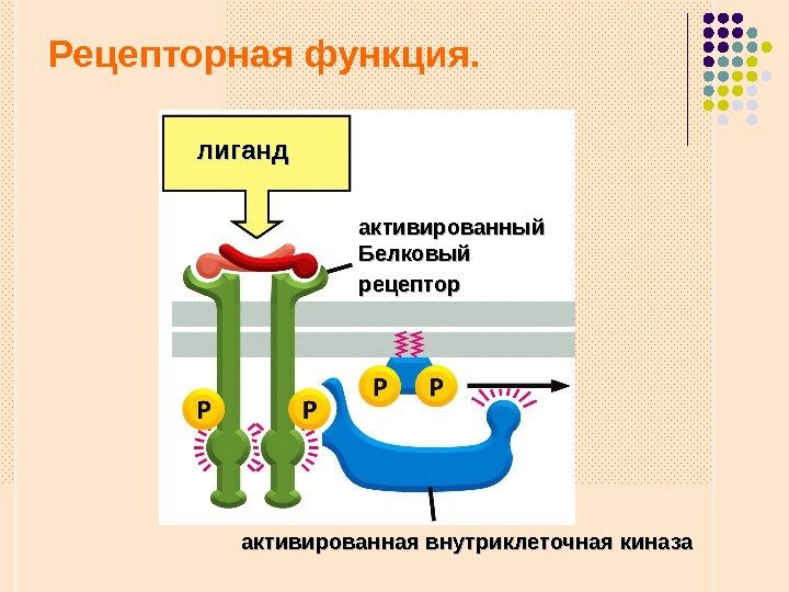   Рецепторная функция. лиганд активированный Белковый рецептор  активированная внутриклеточная киназа 