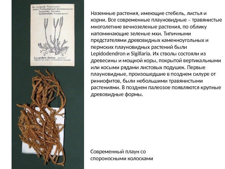 Современный плаун со спороносными колосками Наземные растения, имеющие стебель, листья и корни. Все современные