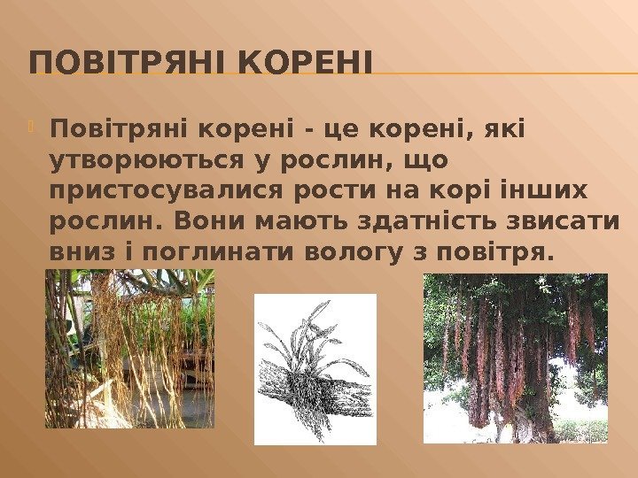 ПОВІТРЯНІ КОРЕНІ Повітряні корені - це корені, які утворюються у рослин, що пристосувалися рости