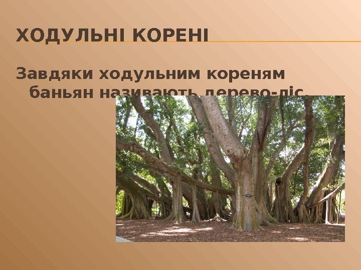 ХОДУЛЬНІ КОРЕНІ Завдяки ходульним кореням баньян називають дерево-ліс. 