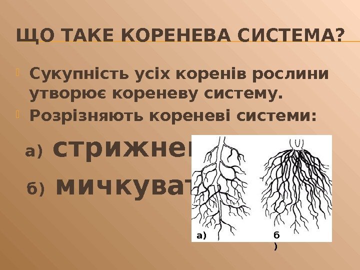 ЩО ТАКЕ КОРЕНЕВА СИСТЕМА?  Сукупність усіх коренів рослини утворює кореневу систему.  Розрізняють