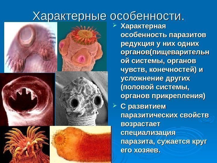 Характерные особенности.  Характерная особенность паразитов редукция у них одних органов(пищеварительн ой системы, органов