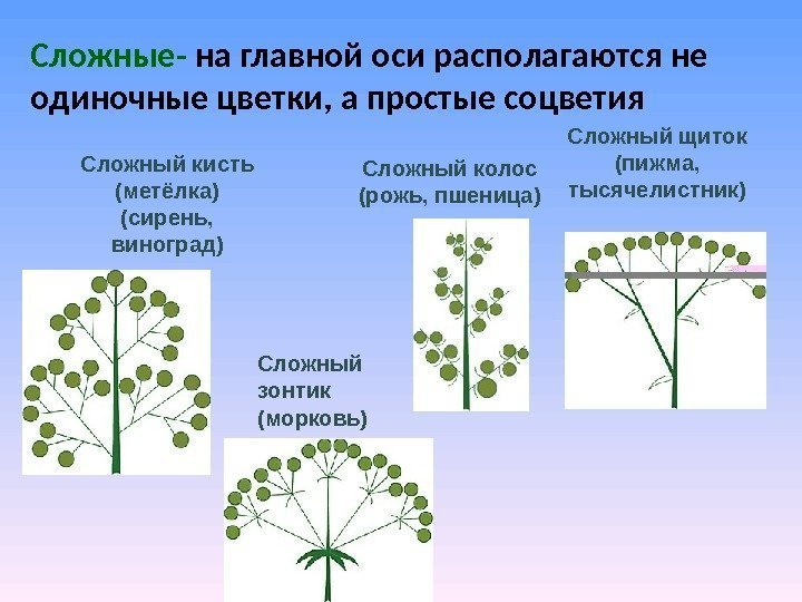 Сложные- на главной оси располагаются не одиночные цветки, а простые соцветия Сложный кисть (метёлка)