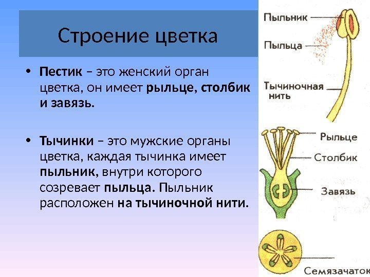 Строение цветка • Пестик – это женский орган цветка, он имеет рыльце, столбик и