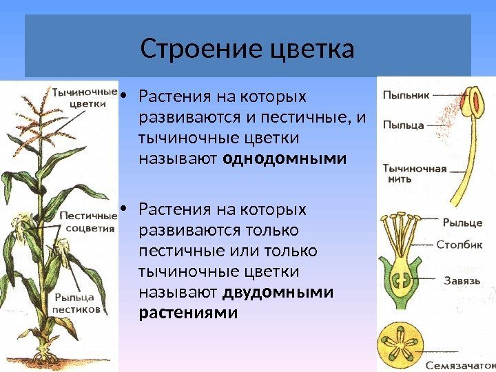 Строение цветка • Растения на которых развиваются и пестичные, и тычиночные цветки называют однодомными