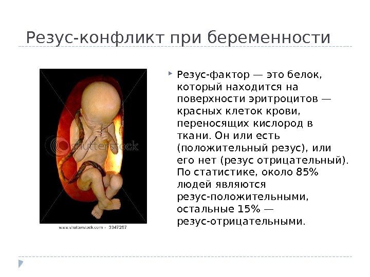 Резус-конфликт при беременности Резус-фактор — это белок,  который находится на поверхности эритроцитов —