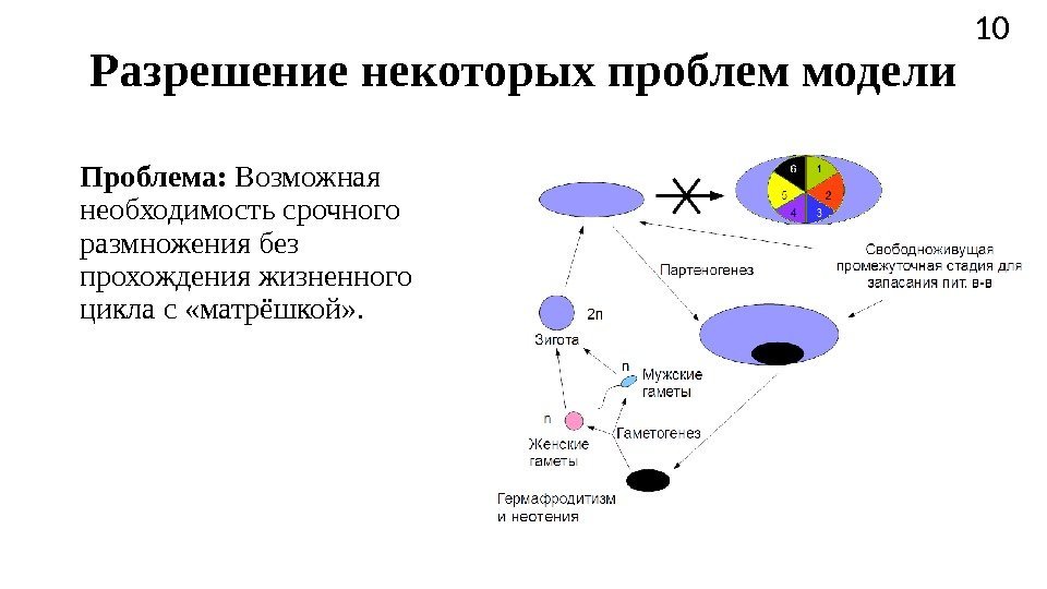 Разрешение некоторых проблем модели Проблема:  Возможная необходимость срочного размножения без прохождения жизненного цикла