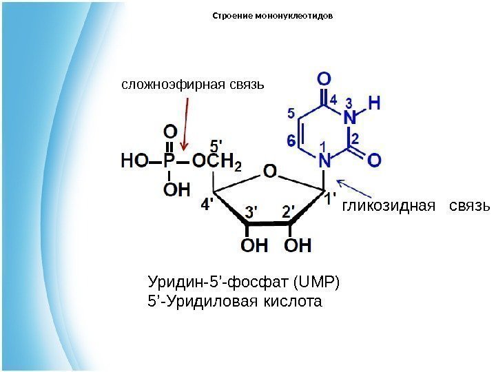 гликозидная  связьсложноэфирная связь Строение мононуклеотидов Уридин-5 ’ -фосфат ( UMP ) 5 ’