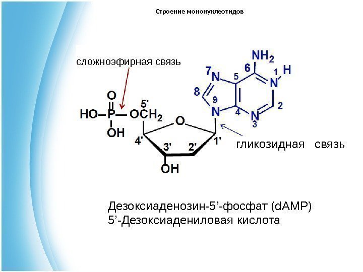 гликозидная  связьсложноэфирная связь Строение мононуклеотидов Дезоксиаденозин-5 ’ -фосфат ( d. AMP ) 5