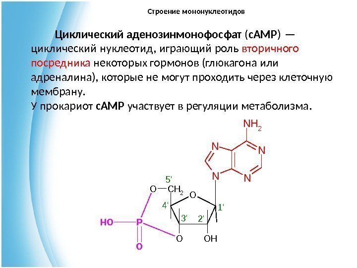    Циклический аденозинмонофосфат ( c. AMP ) — циклический нуклеотид, играющий роль