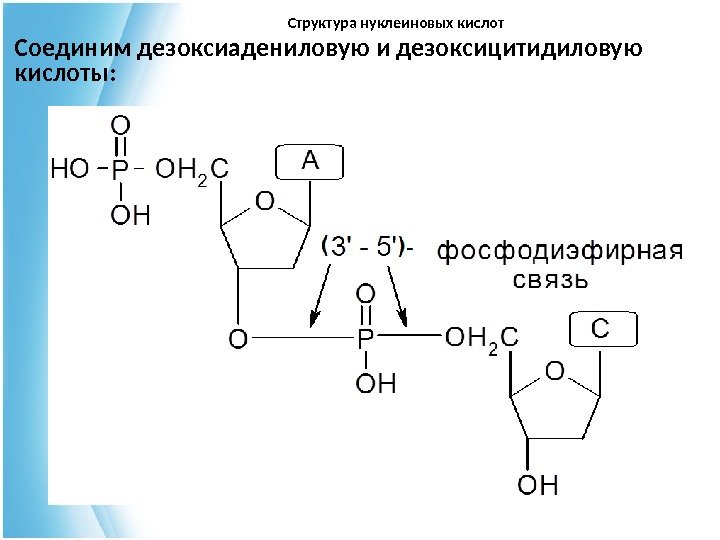 Структура нуклеиновых кислот Соединим дезоксиадениловую и дезоксицитидиловую кислоты:  