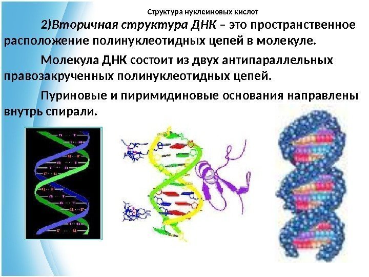Структура нуклеиновых кислот 2)Вторичная структура ДНК – это пространственное расположение полинуклеотидных цепей в молекуле.