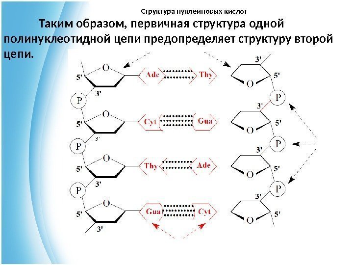 Структура нуклеиновых кислот Таким образом, первичная структура одной полинуклеотидной цепи предопределяет структуру второй цепи.