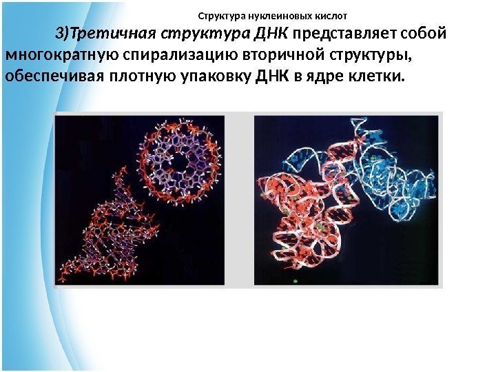 Структура нуклеиновых кислот 3)Третичная структура ДНК представляет собой многократную спирализацию вторичной структуры,  обеспечивая