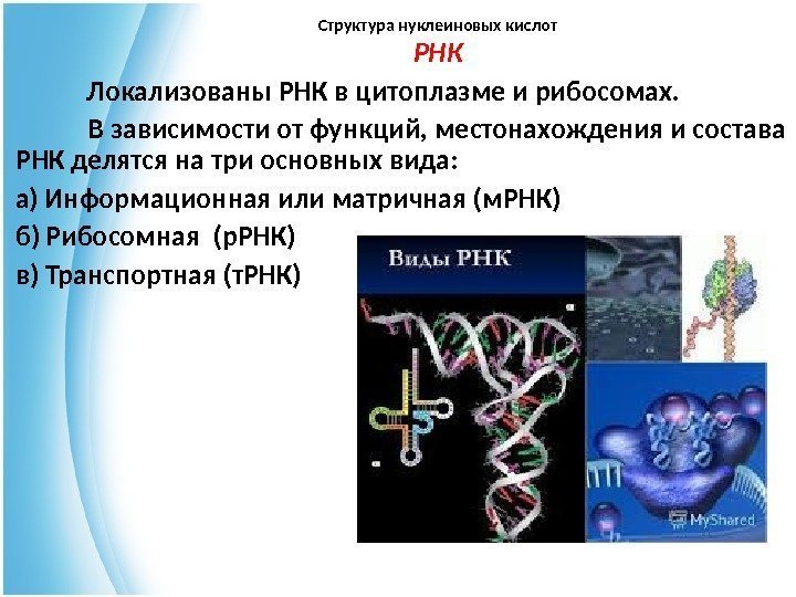 Структура нуклеиновых кислот РНК   Локализованы РНК в цитоплазме и рибосомах. В зависимости
