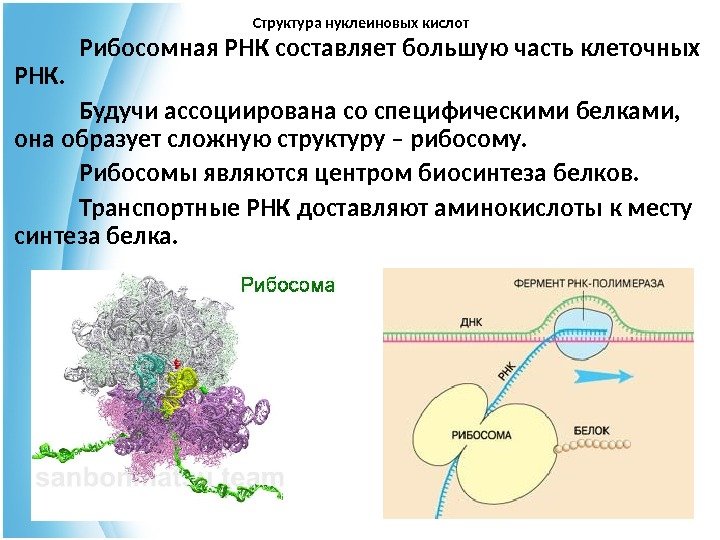 Структура нуклеиновых кислот Рибосомная РНК составляет большую часть клеточных РНК.  Будучи ассоциирована со