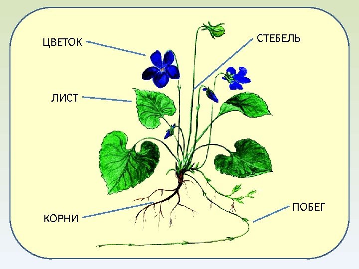 Рисунок по биологии 5 класс растения