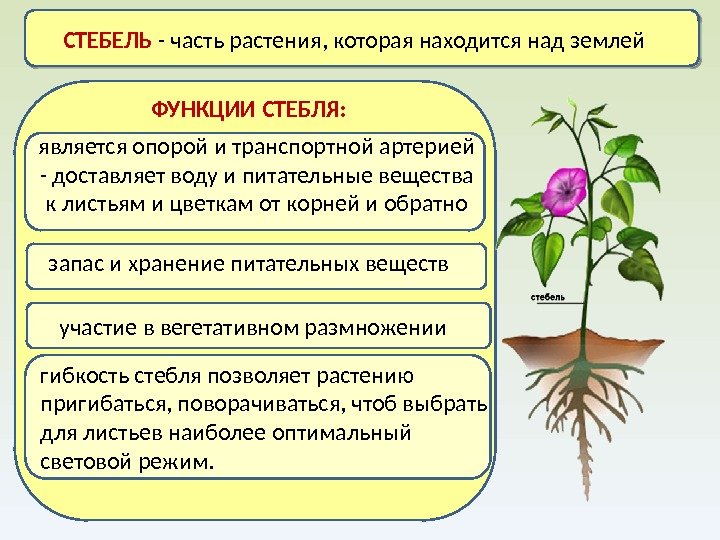 Растение служит. Функции стебля растений. Строение и функции корня стебля листа цветка. Функции органов корень стебель лист. Функции корня стебля листа и цветка.