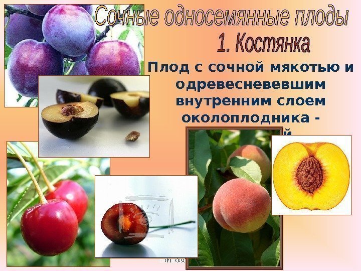 Бочкова И. А. Плод с сочной мякотью и одревесневевшим внутренним слоем околоплодника - косточкой