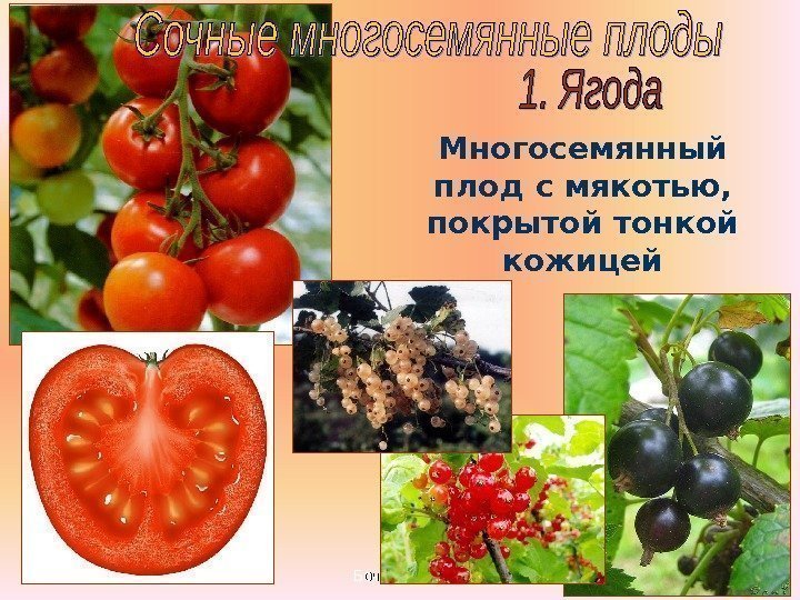 Бочкова И. А. Многосемянный плод с мякотью,  покрытой тонкой кожицей  