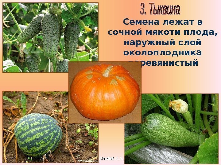 Бочкова И. А. Семена лежат в сочной мякоти плода,  наружный слой околоплодника деревянистый