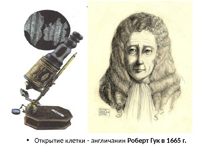  • Открытие клетки - англичанин Роберт Гук в 1665 г. 