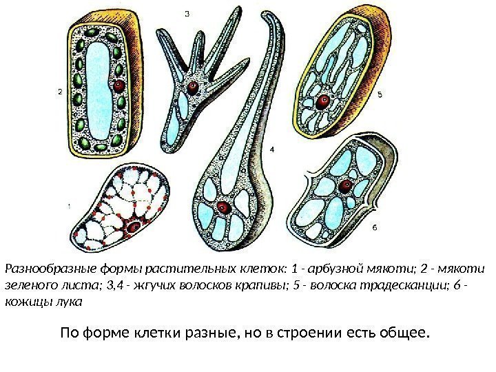 Разнообразные формы растительных клеток: 1 - арбузной мякоти; 2 - мякоти зеленого листа; 3,