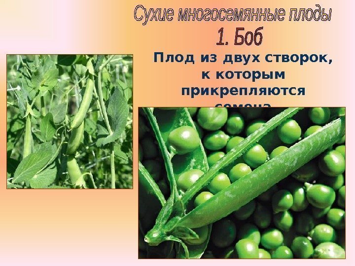 Бочкова И. А. Плод из двух створок,  к которым прикрепляются семена  