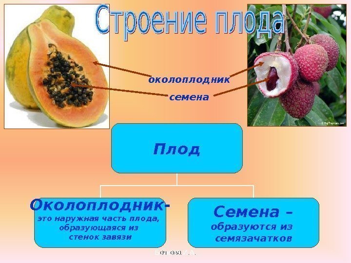Бочкова И. А. Плод Околоплодник- это наружная часть плода,  образующаяся из стенок завязи