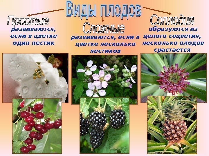 Бочкова И. А. развиваются,  если в цветке один пестик развиваются, если в цветке