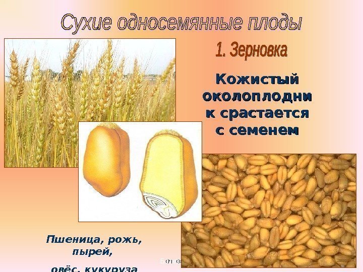 Бочкова И. А.   Кожистый околоплодни к срастается с семенем Пшеница, рожь, 