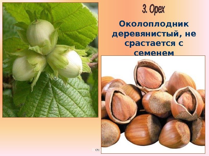 Бочкова И. А. Околоплодник деревянистый, не срастается с семенем 