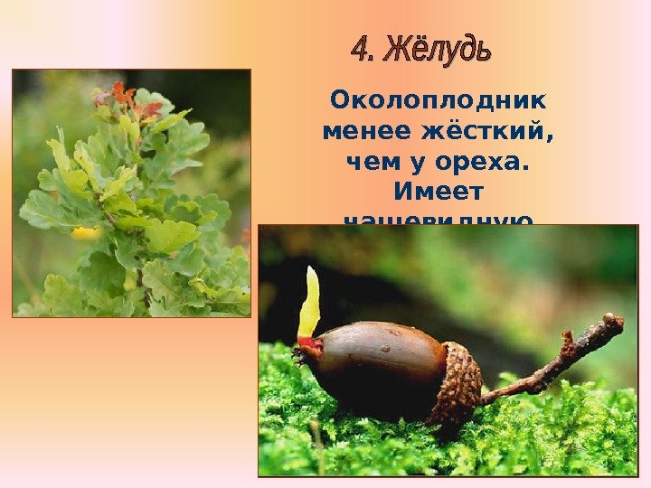 Бочкова И. А. Околоплодник менее жёсткий,  чем у ореха.  Имеет чашевидную плюску