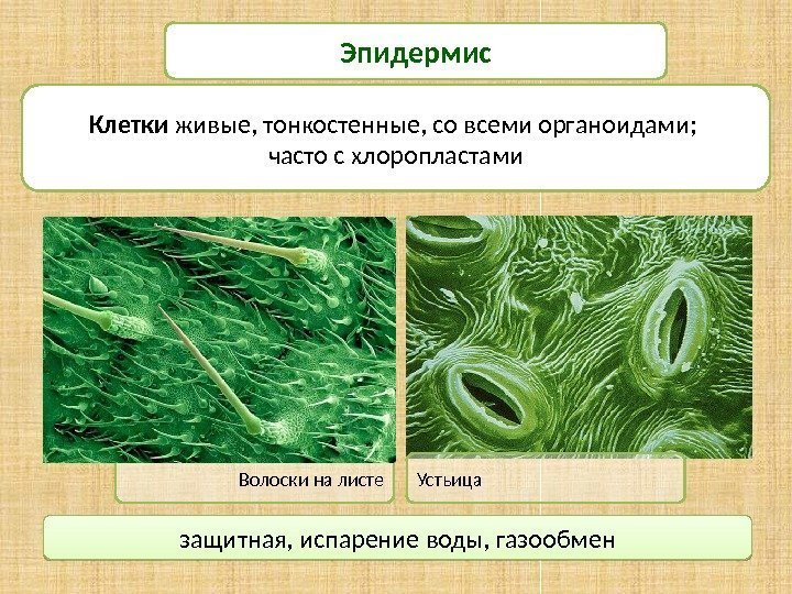 Эпидермис Клетки живые, тонкостенные, со всеми органоидами;  часто с хлоропластами Волоски на листе