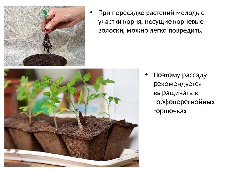  • Поэтому рассаду рекомендуется выращивать в торфоперегнойных горшочках • При пересадке растений молодые