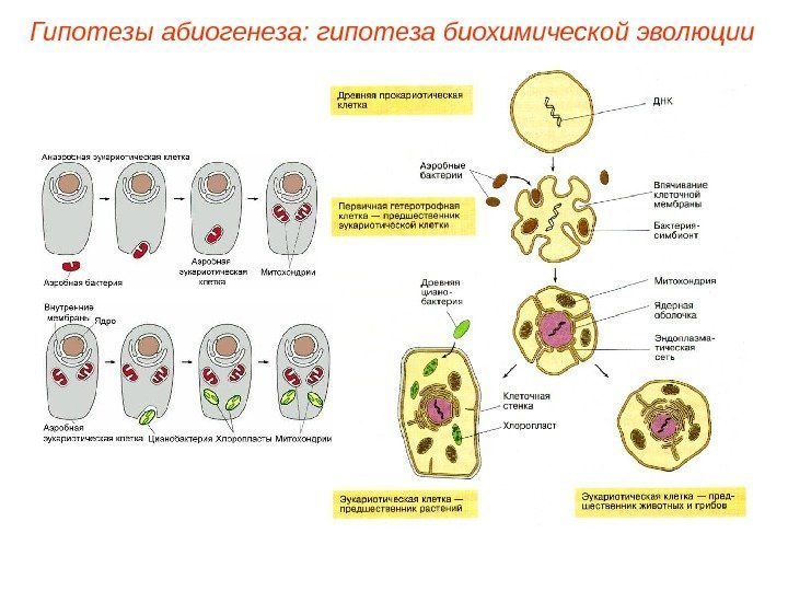 Гипотезы абиогенеза: гипотеза биохимической эволюции 