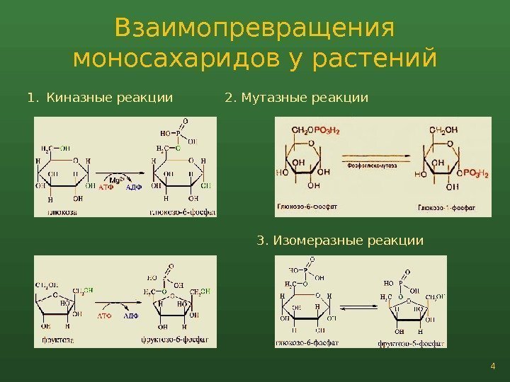 Взаимопревращения моносахаридов у растений 41. Киназные реакции 2. Мутазные реакции 3. Изомеразные реакции 