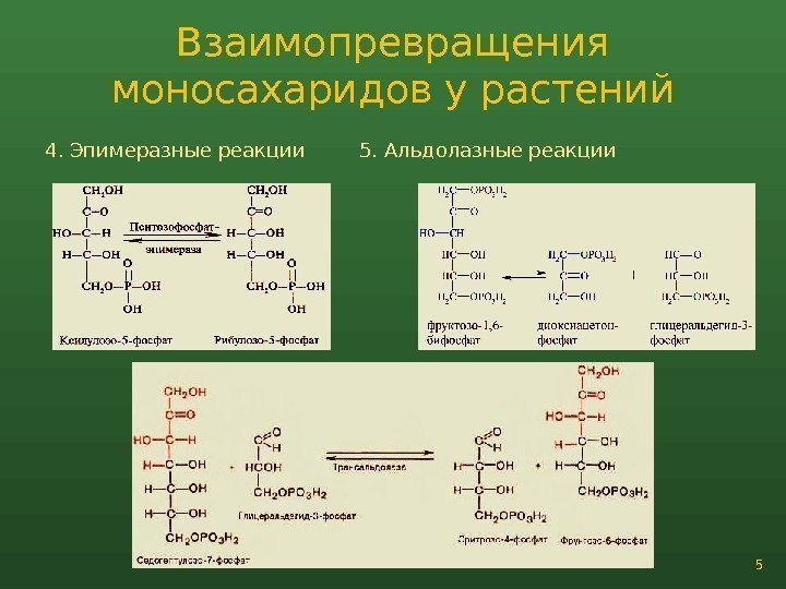 Взаимопревращения моносахаридов у растений 54. Эпимеразные реакции 5. Альдолазные реакции 