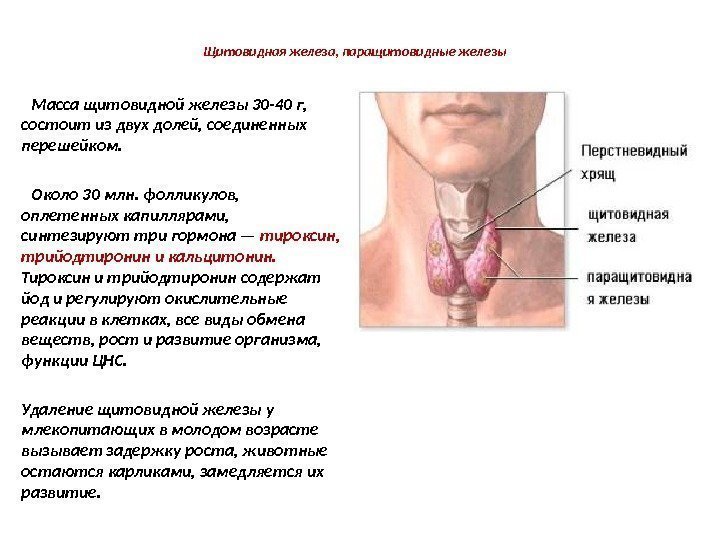 Щитовидная железа, паращитовидные железы Масса щитовидной железы 30 -40 г,  состоит из двух