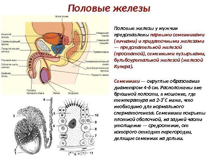 Половые железы у мужчин представлены парными семенниками (яичками) и придаточными железами — предстательной железой