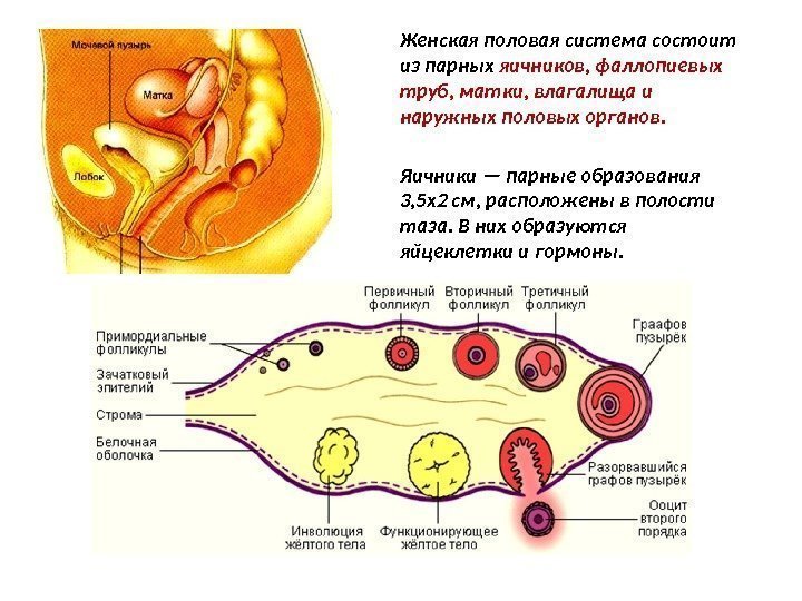 Женская половая система состоит из парных яичников, фаллопиевых труб, матки, влагалища и наружных половых