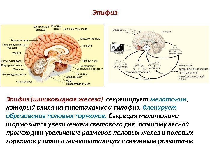 Шишковидная железа где находится фото у человека за что отвечает